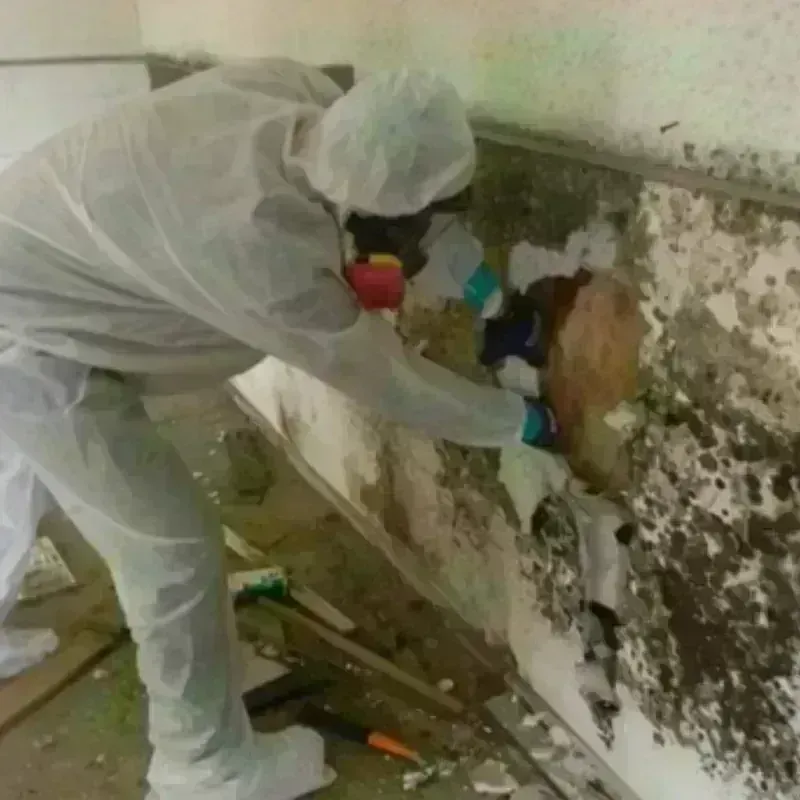 Mold Remediation and Removal in Orange, VA